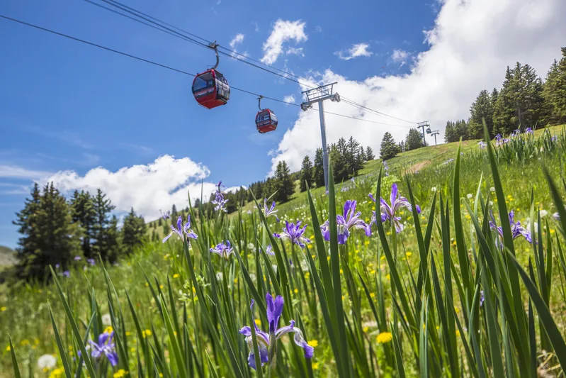 Ski Apache gondola above a wildflower slope
