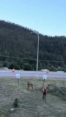 A short video of deer near the park