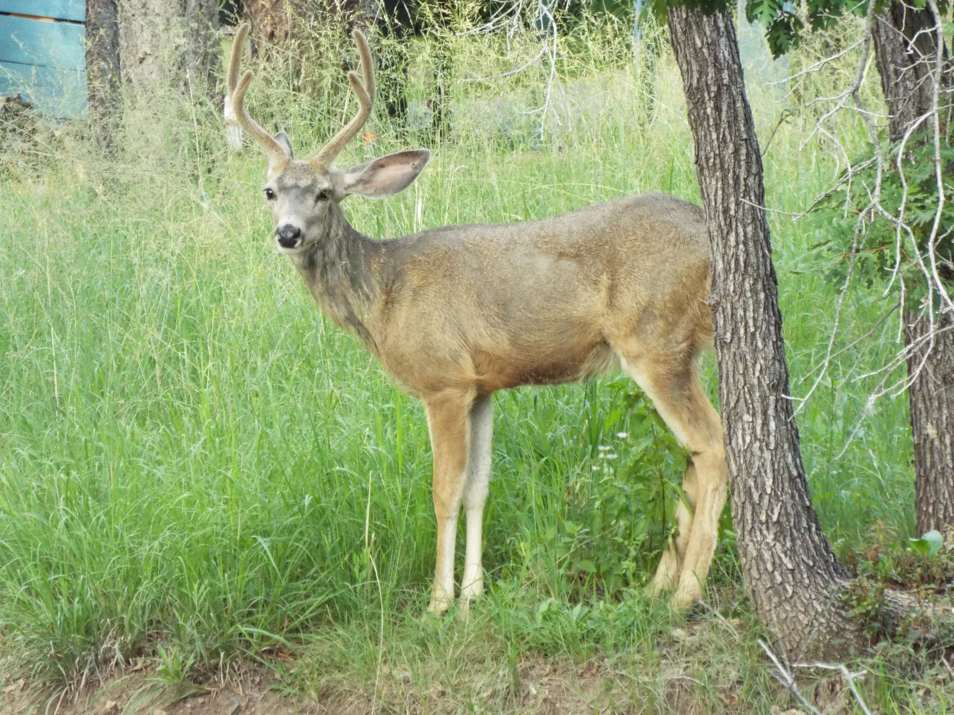 Mule deer buck standing in grass in Upper Canyon, Ruidoso