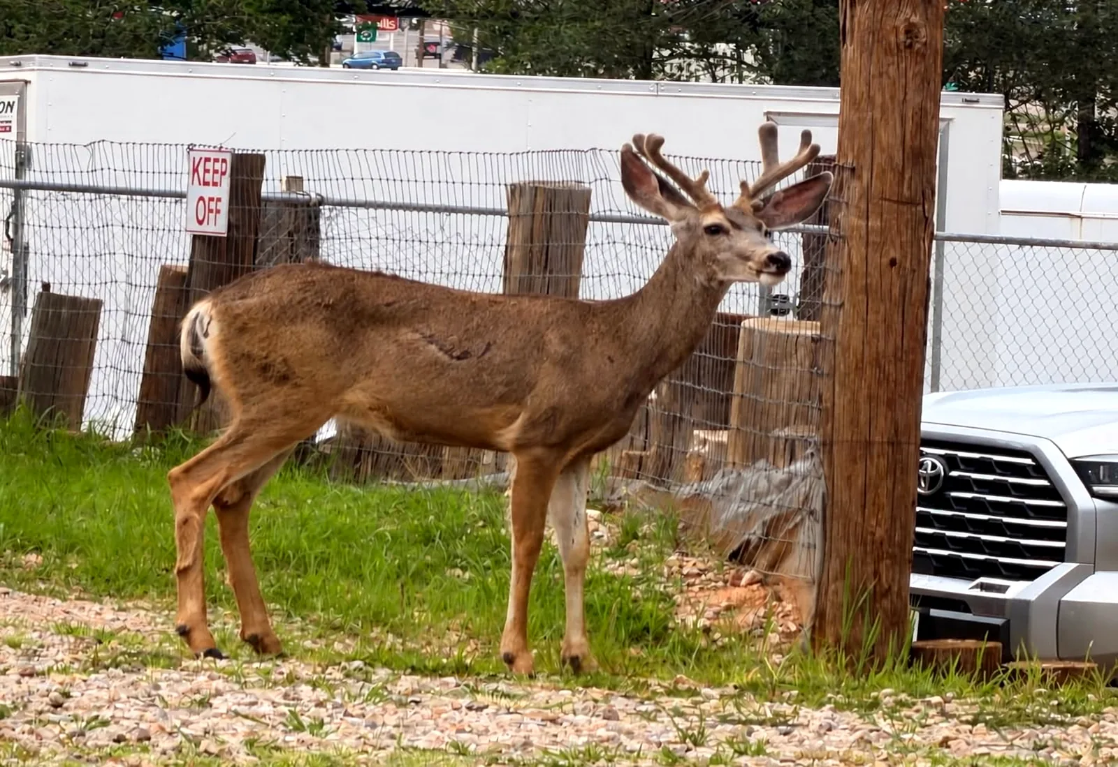 Mule deer standing in grass beside a site post