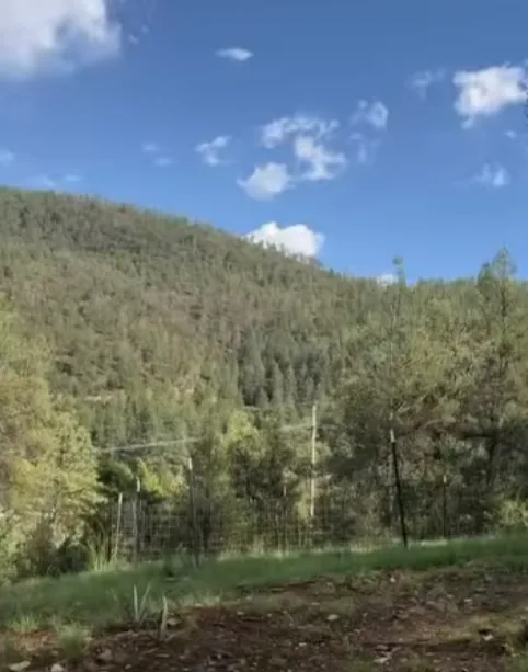 Forested mountain hillside under a blue sky from the park