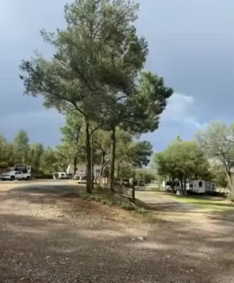 Internal park road with RV sites among tall pines