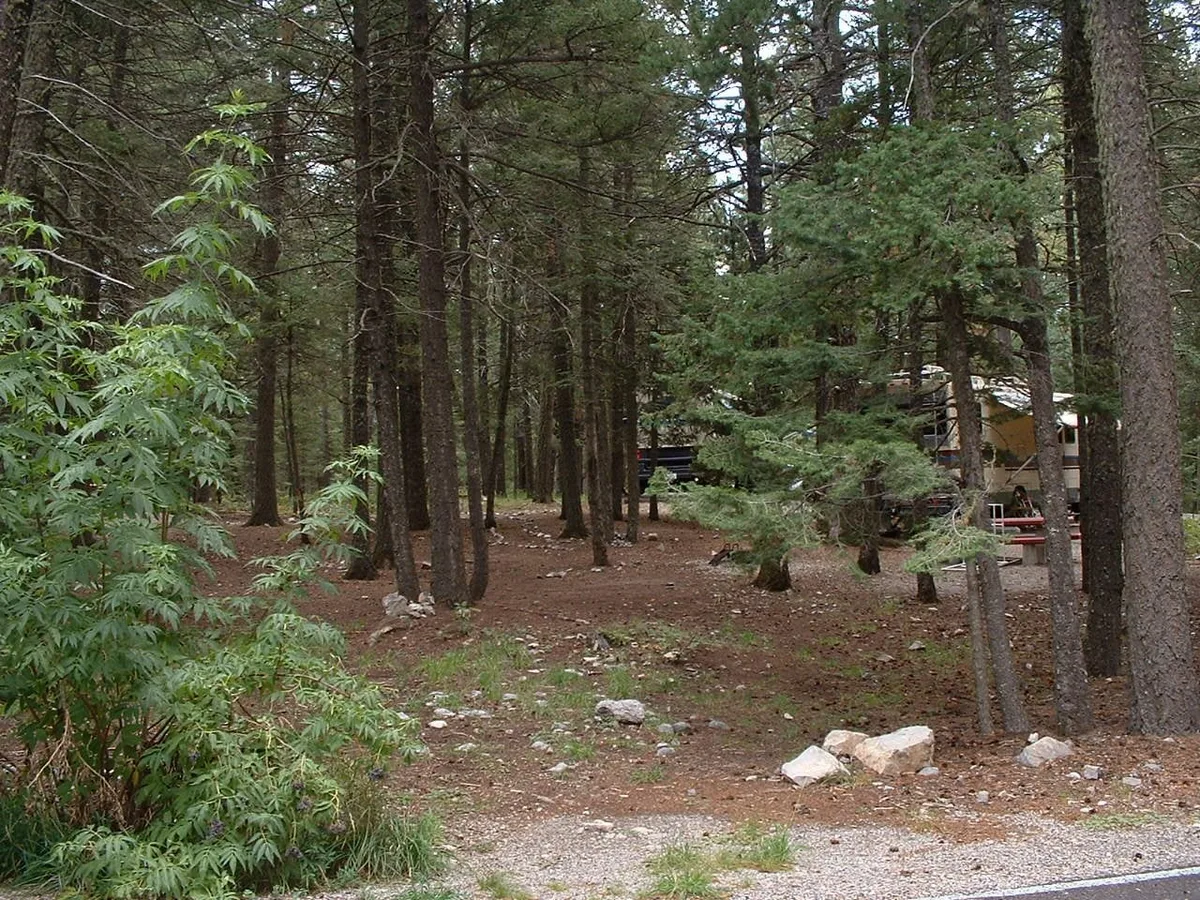 Quiet path through tall Ruidoso pines