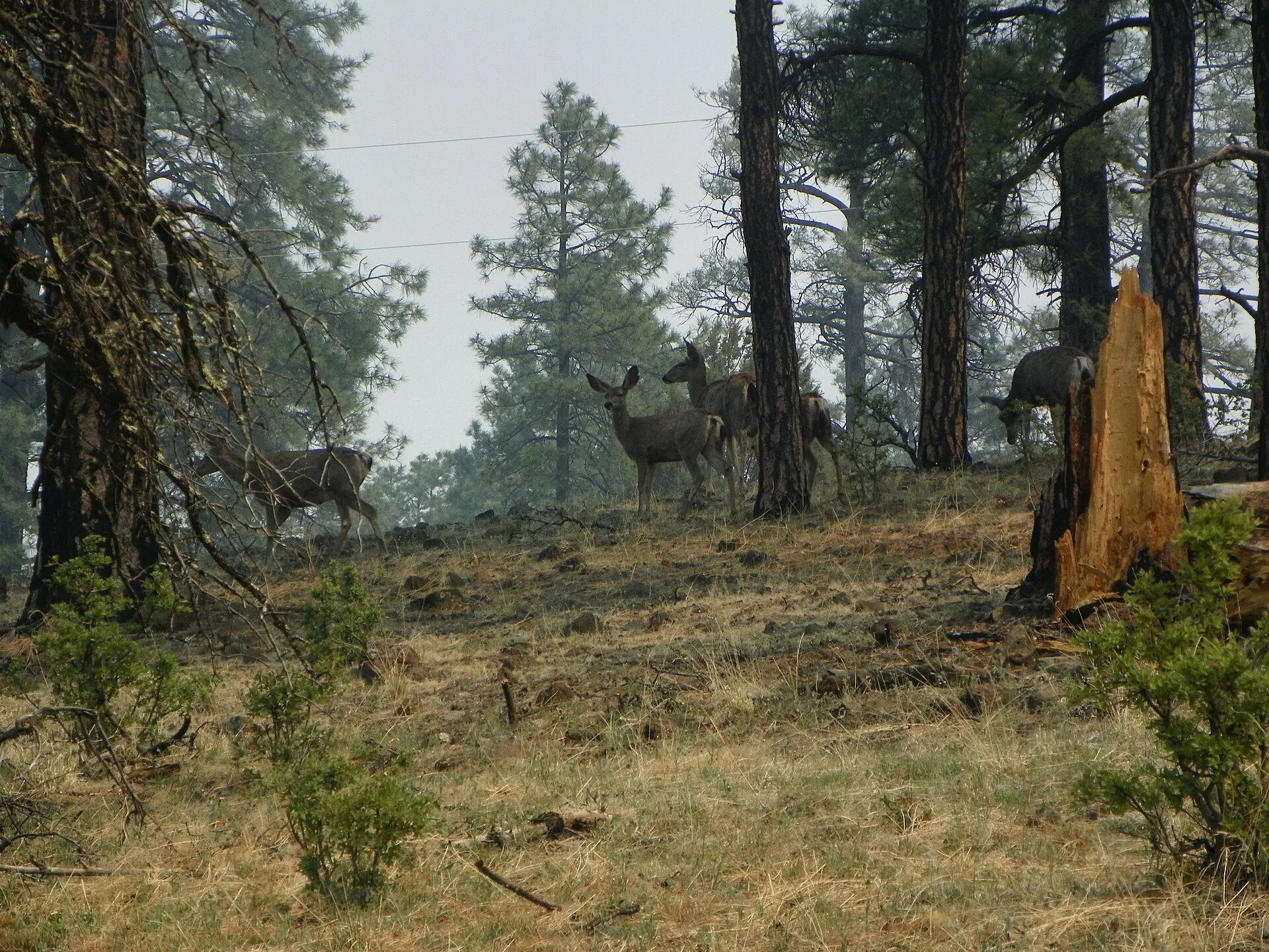 Mule deer among ponderosa pines in southern New Mexico